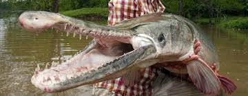 Alligator gar